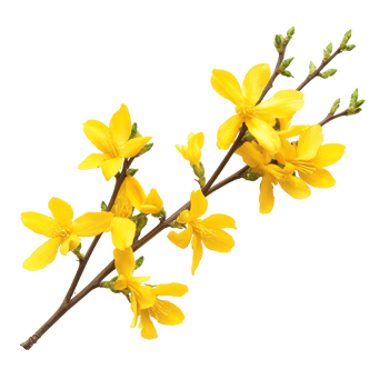 Delicate forsythia flowers in vibrant yellow showcasing springs beauty against a clean transparent background, forsythia flowers isolated on transparent background png