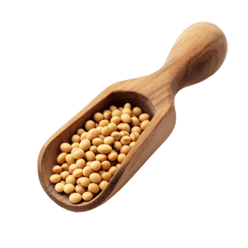 Freshly harvested soybeans in a wooden scoop on a clean transparent background for natural food presentation, Soybean in wooden scoop isolated on transparent background png