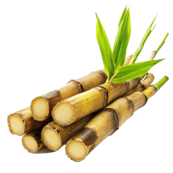 Fresh sugarcane stalks with green leaves arranged neatly on a clean transparent background, sugarcane on transparent background png