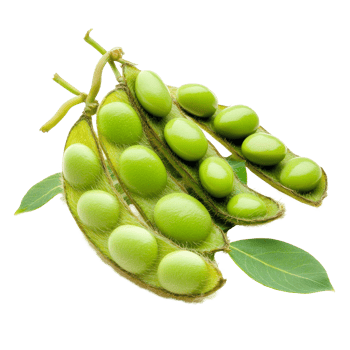 Fresh green soybeans in pods on a pristine transparent background showcasing their vibrant color and texture, green soy beans isolated on transparent background png
