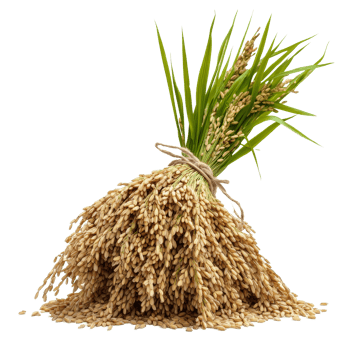 Sickle harvesting rice with a focus on rice stalks and grains isolated on a transparent background, Sickle harvesting rice isolated on transparent background png