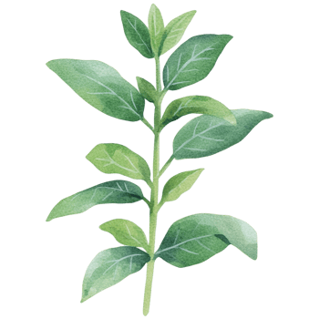 Watercolor illustration of a leafy plant png