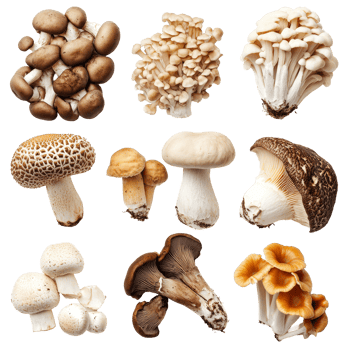 A colorful assortment of various mushrooms including porcini and shiitake on a clean transparent surface, Various Mushrooms on transparent background Porcini, Shiitake, Fly Agaric, Morel png
