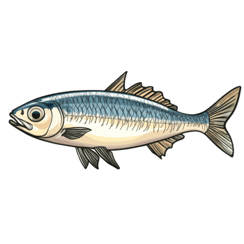 Detailed illustration of a sardine fish isolated with a transparent background, a sardine fish isolated on transparent background png
