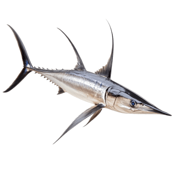 Swordfish with distinctive features isolated on a transparent background for culinary and educational use, Swordfish Isolated on transparent background png