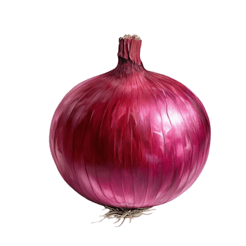 Fresh red onion on a clean transparent background highlighting its vibrant color and natural texture, Red onion on transparent background png