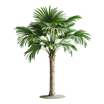 Asian Palmyra palm showcasing lush green fronds against a minimalist transparent backdrop, Asian Palmyra palm, Toddy palm, Sugar palm on transparent background png