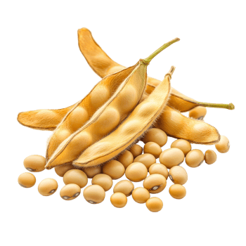 Close up view of soybeans and pods isolated on a transparent background highlighting their natural texture and shape, Close up Soybean isolated on transparent background png