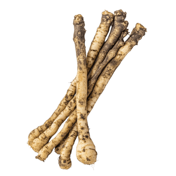 Krachai Thai herb, known as Kaempfer finger root, displayed on a clean transparent background for natural health uses, Kaempfer or finger root Krachai Thai herb on transparent background png