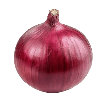 Fresh red onion isolated on a clean transparent background for culinary use or decorative purposes, red onion isolated on transparent background png