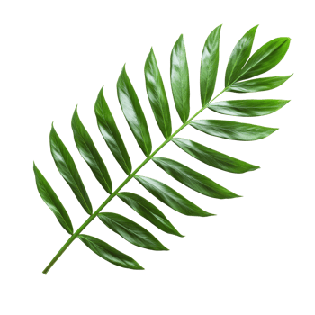 Isolated green palm leaf on a transparent background showcasing its natural texture and vibrant foliage in a minimalist style, green palm leaf isolated on transparent backgroundfile png