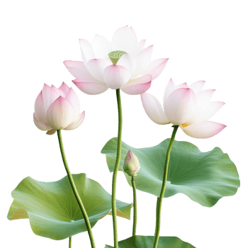 Beautiful lotus flowers with vibrant petals standing gracefully on a transparent background, lotus flowers isolated on transparent background png