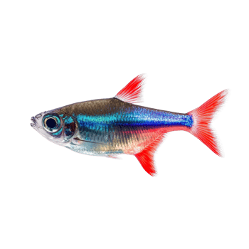 Neon tetra fish swimming gracefully against a transparent background in an aquatic setting, neon tetra fish, isolated transparent background png