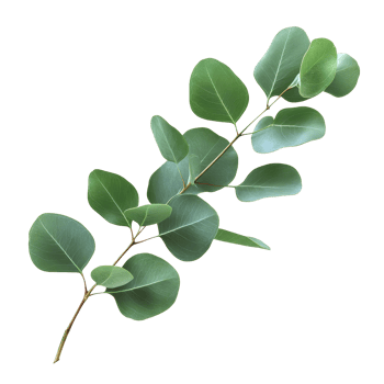 Eucalyptus branch with vibrant green leaves isolated on a clean transparent background for natural botanical design, eucaliptus branch with leaves isolated transparent background png