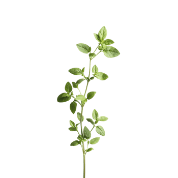 Fresh Thyme Sprig with Closeup. png