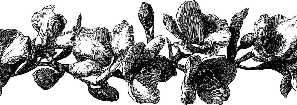 Engraved illustration of delicate lavender bridal bouquet for wedding design. vector