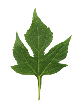 Green Palminervis leaf isolated on a transparent background. png