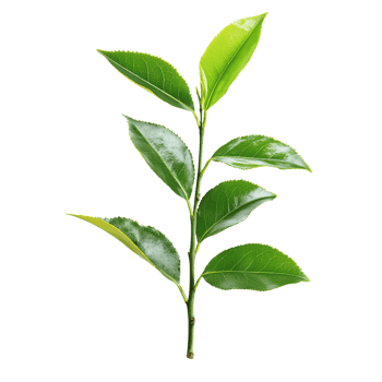 Green tea plant leaves sprout. png