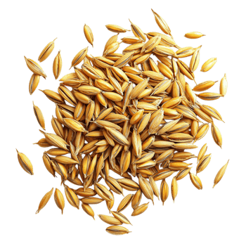Golden Oat Grains Close Up. png