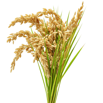 Golden Rice Harvest. png