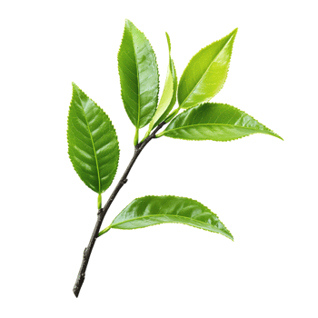 Fresh Green Tea Leaves Branch. png