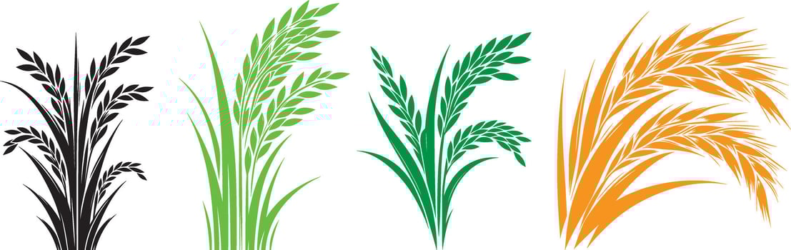 Stylish and Colorful Wheat and Rice Plant Illustrations for Agricultural and Nature-Themed Design Projects vector