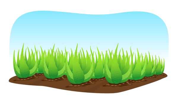 aloe vera plant on soil and blue background for banner frame, clip art of aloe vera leaves, aloe vera ingredient cosmetics cream products, illustration realistic clip art of aloe vera plantation farm vector