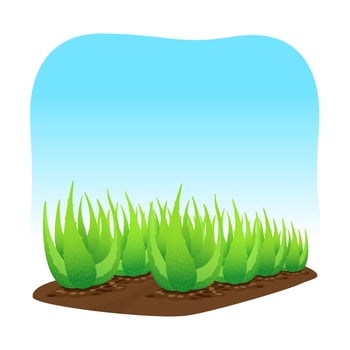 aloe vera plant on soil isolated over white background, clip art of aloe vera leaves, aloe vera for ingredient cosmetics cream products, illustration, clip art vector