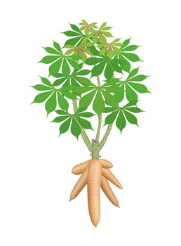 cassava tree plant, big cassava rhizomes isolated on white background, manioc cassava roots underground plants, cassava plantation, tapioca for flour industry or ethanol industry, tapioca plant vector