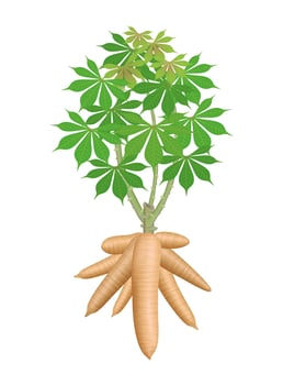 cassava tree plant, big cassava rhizomes isolated on white background, manioc cassava roots underground plants, cassava plantation, tapioca for flour industry or ethanol industry, tapioca plant nature vector