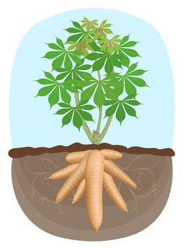 cassava tree plant, tapioca underground root, cassava rhizomes isolated on white background, manioc cassava roots underground plants, cassava plantation, tapioca for flour industry vector