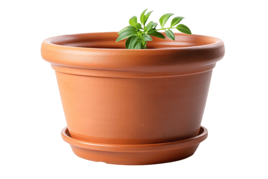 Terracotta plant pot with vibrant green succulent on Transparent Background, minimalistic decor for indoor gardening png