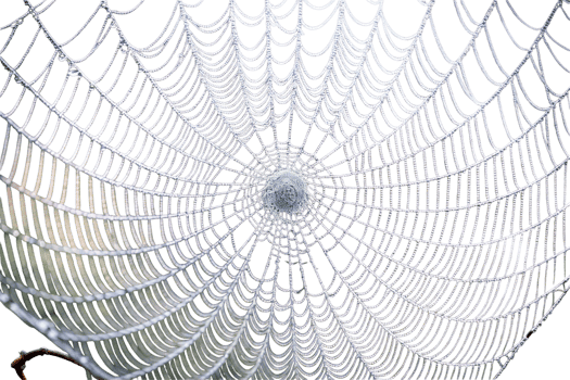 Intense close up of spider anatomy on white, capturing the texture and patterns in high definition png