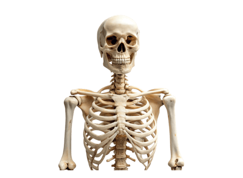 Anatomical human skeleton model showcasing detailed bone structure, isolated on Transparent Background for educational purposes png