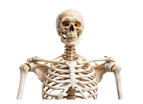 Full human skeleton model with visible skull, rib cage, and spine, isolated on Transparent Background, ideal for anatomy studies png