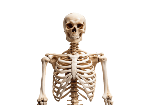 Realistic human skeleton model showing intricate bone details, including skull and rib cage, on plain Transparent Background png