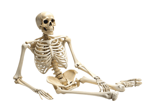 Human skeletal structure model in anatomical pose, highlighting bones and joints, isolated for medical and educational reference png