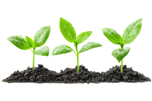 Three green sprouts emerge from rich soil symbolizing growth potential and the beginnings of life png