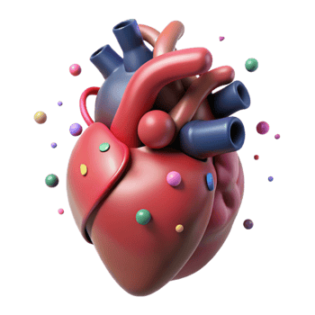 beautiful artistic Human Heart Isolated with Anatomical Detail exclusive png