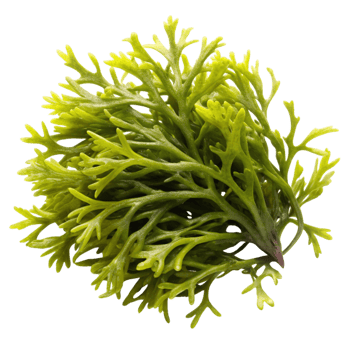 Close up of vibrant green seaweed, displayed on a clean white surface, emphasizing texture and natural freshness png