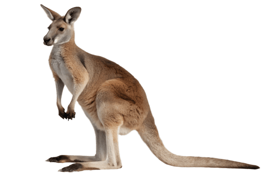 Kangaroo animal isolated on the transparent background png