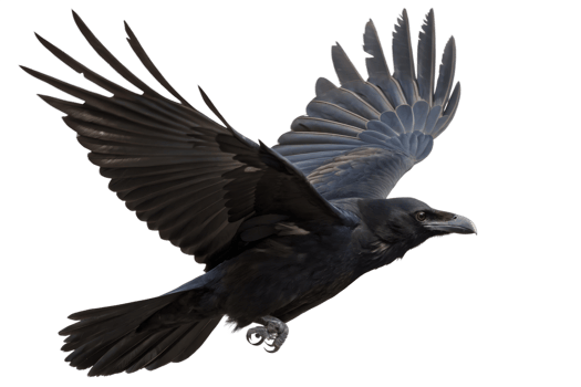 Majestic black raven bird with outstretched wings isolated on the transparent background png