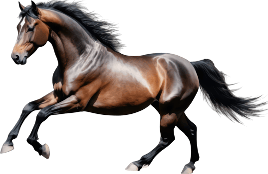 majestic horse with glossy brown coat and black mane gallops energetically on transparent background. png