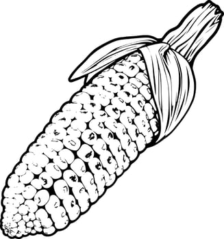Vibrant Yellow Corncob Illustration Detailed Kernels Husk vector