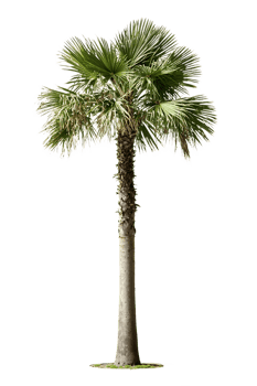 Isolated fan palm with textured trunk and distinctive crown against translate background, perfect for tropical landscape designs and architectural renderings png