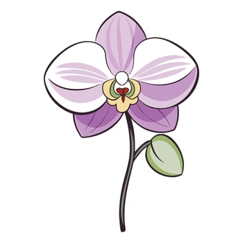 Modern asymmetrical orchid with flowing petals illustration floral vector