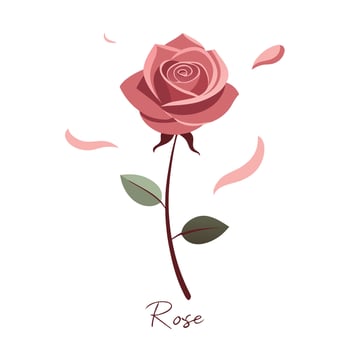 Rose with gently falling petals illustration soft floral art vector