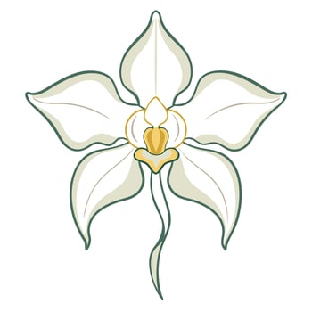 Elegant ghost orchid with faint outline illustration delicate floral art vector