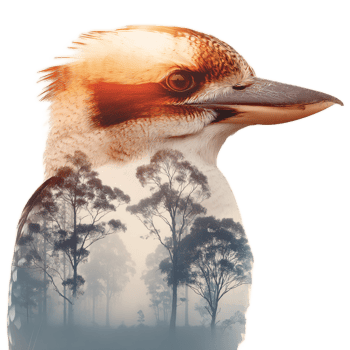Kookaburra with Nature Overlay in Artistic Style and Soft Color Palette png
