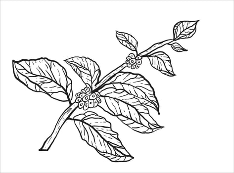 Detailed monochrome illustration of a coffee plant branch with leaves vector